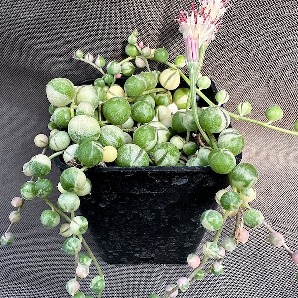 Senecio rowleyanus ‘Variegatus’, LIVE PLANT, Real succulent plant with roots, Curio rowleyanus 'Variegatus’, Rosary Vine, String of Pearls