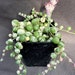 see more listings in the Senecio/Othonna section