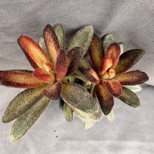 Kalanchoe tomentosa ‘Dorothy’, LIVE PLANT, Real succulent plant with roots, Kalanchoe tomentosa ‘Cinnamon’