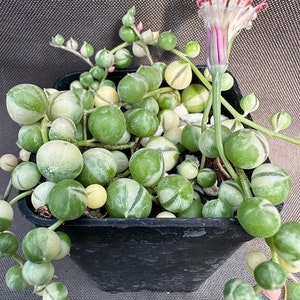 Senecio rowleyanus Variegatus, LIVE PLANT, Real succulent plant with roots, Curio rowleyanus 'Variegatus, Rosary Vine, String of Pearls image 7