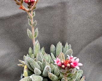 Crassula ‘Justus Corderoy’, LIVE PLANT, Real succulent plant with roots, Pink flowers