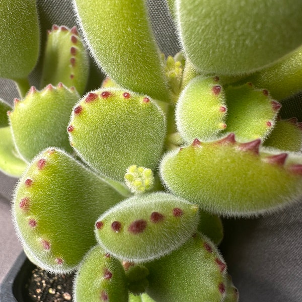 Cotyledon tomentosa, LIVE PLANT, Real succulent plant with roots, Bear Paws, Bear's Paw