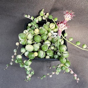 Senecio rowleyanus Variegatus, LIVE PLANT, Real succulent plant with roots, Curio rowleyanus 'Variegatus, Rosary Vine, String of Pearls image 2