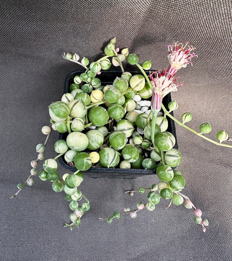 Senecio rowleyanus Variegatus, LIVE PLANT, Real succulent plant with roots, Curio rowleyanus 'Variegatus, Rosary Vine, String of Pearls image 2