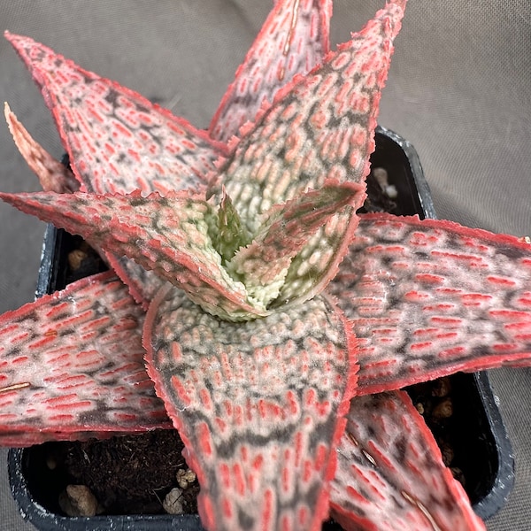 Aloe cv. Pink Blush, LIVE PLANT, Real succulent plant with roots