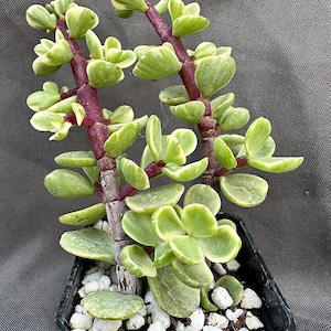 Portulacaria afra variegata, LIVE PLANT, Real succulent plant with roots