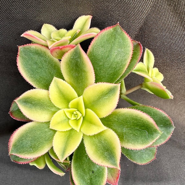 Aeonium haworthii ‘Kiwi’, LIVE PLANT, Real succulent plant with roots, Aeonium ‘Dream Color’, Variegated Aeonium