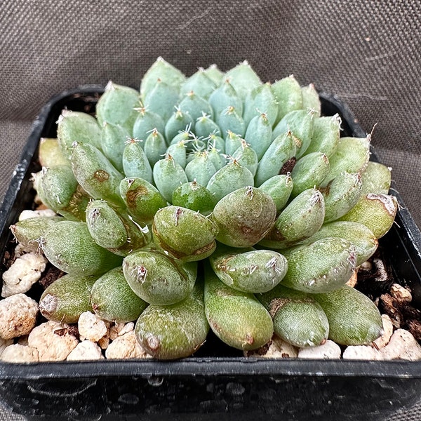 Echeveria setosa var deminuta, LIVE PLANT, Real succulent plant with roots, Firecracker Plant