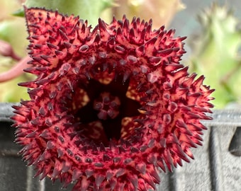 Huernia cv. ‘Sea Cucumber’, LIVE PLANT, Real succulent plant with roots, Hybrid Huernia