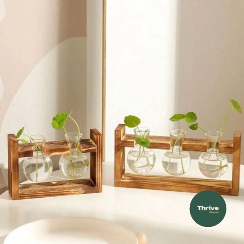 Propagation Stand with Two/Three Globes Propagation Accessories Transplanting Indoor Plants Hydroponics Wooden Frame Gifts image 1