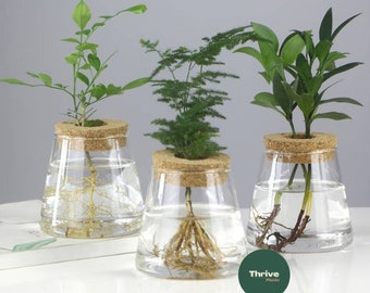 Volcanic Propagation Jar | Propagation | Plant Accessories | Transplanting | Indoor Plants | Hydroponics | Spring | Gifts | Summer
