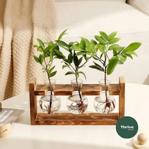 Propagation Stand with Two/Three Globes Propagation Accessories Transplanting Indoor Plants Hydroponics Wooden Frame Gifts image 4