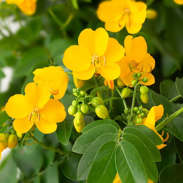 Live Senna pendula | Buttercup Bush | Christmas Senna | Climbing Cassia |Easter Cassia | Valamuerto | Winter Cassia