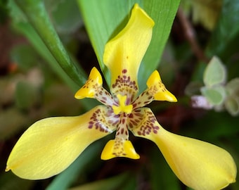 live Yellow Walking Iris plant / Neomarica longifolia