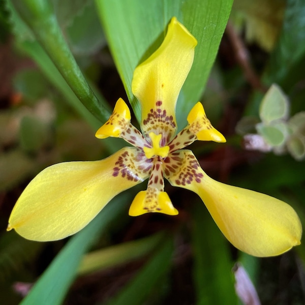 live Yellow Walking Iris plant / Neomarica longifolia