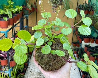 Live Swedish Ivy kokedama / Plectranthus verticillatus  / Creeping Charlie / Swedish Begonia / decor / hanging Kokedama