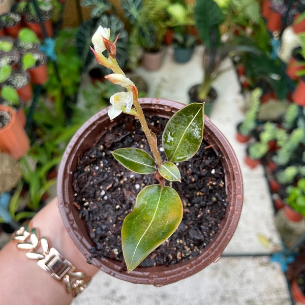 Jewel orchid | Ludisia discolor | velvet jewel orchid