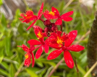 Live Epidendrum Radicans | Scarlet Start Orchid | Red crucifix Orchid | Flame Orchid | Firecracker Orchid | Fire-Star Orchid