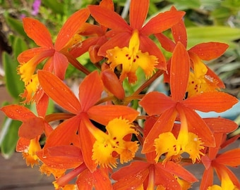 Live Epidendrum Radicans (Fire-Star Orchid) | Orange Reed Orchid