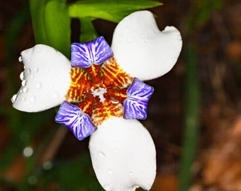 Live Walking Iris White and Blue