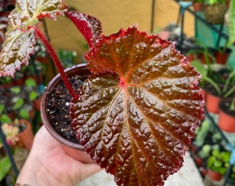 Live  Begonia Rex | King Begonia |Rex Begonia | Painted-leaf Begonia | Fancy-leaf Begonia