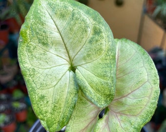 Syngonium Podophyllum Arrowhead Vine