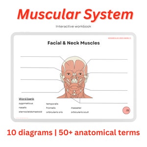 Cahier d'exercices du système musculaire ~ feuille d'exercices numériques à télécharger, cartes de file d'attente d'anatomie, cartes-éclair musculaires, feuilles de travail de rappel actif