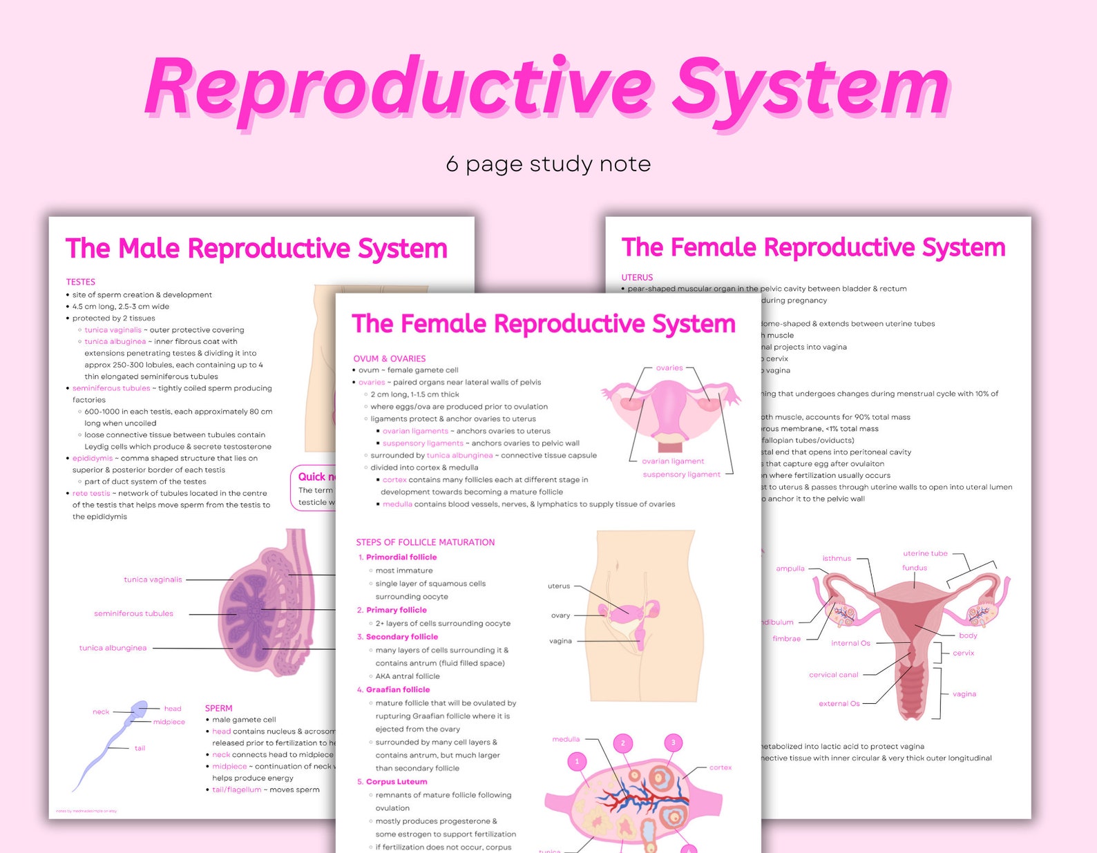 Reproductive System Notes: Anatomy Diagrams Cheat Sheet (PDF Download ...