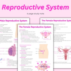 Notas sobre el sistema reproductivo ~ Introducción al sistema reproductivo, femenino y masculino, hoja de referencia de diagramas anatómicos