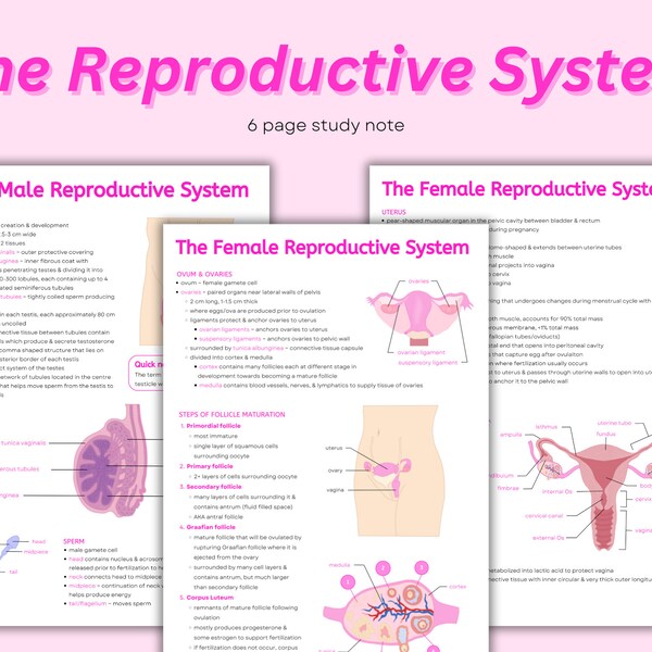 Reproductive System Notes ~ Intro to Reproductive System, Female & Male, Anatomical Diagrams Cheat Sheet