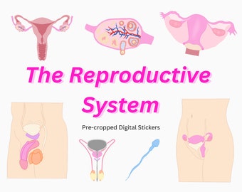 Reproductive System Stickers: Anatomy Goodnotes Stickers (Digital Download)