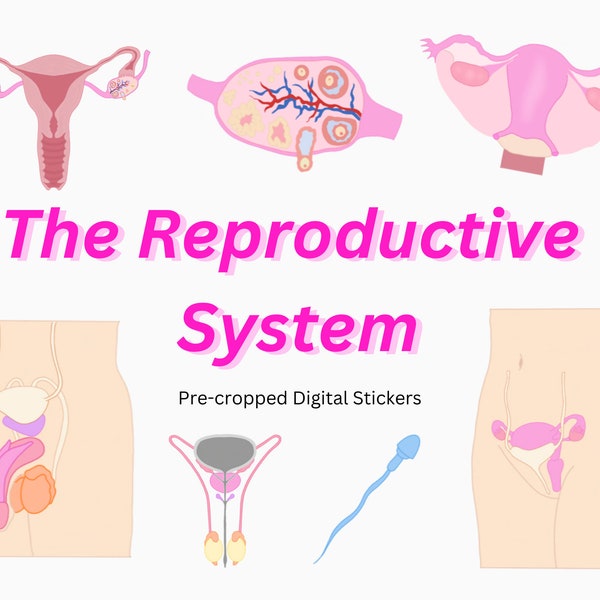Reproductive System Digital Sticker Pack ~ Pre-crop goodnotes stickers, uterus, ovary, testes, male & female anatomical stickers anatomy