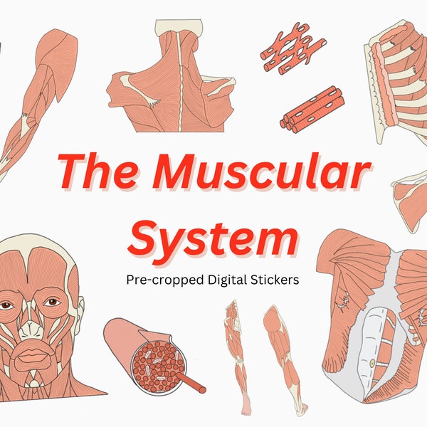 Muskulösen System Aufkleber ~ Digitale Muskel Goodnotes Aufkleber für Notizen, Pre-Med, Pflegelernwerkzeug, vorgeschnitten