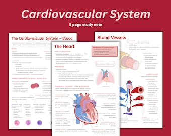 Cardiovascular System Anatomy Notes, Heart, Blood Vessels (PDF)