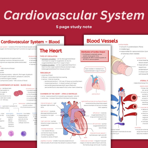 Cardiovascular System Notes ~ Intro to Cardiology Anatomy Diagrams & Notes, Heart Anatomy, Blood, Hematology, Blood Vessels, Cheat Sheet