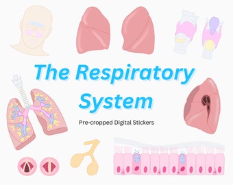 Respiratory System Digital Sticker Pack: Anatomy Note-Taking (GoodNotes)
