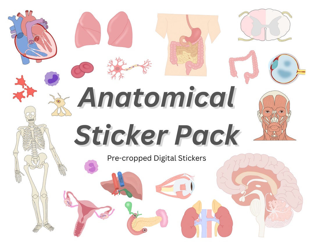 ANATOMY STICKER BUNDLE Anatomical Structures Digital Sticker Sheet for Goodnotes, Anatomy Study
