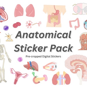 ANATOMY STICKER BUNDLE ~ Anatomical Structures Digital Sticker Sheet for Goodnotes, Anatomy Study Tool, Nervous, Cardiac, Skeletal, Muscular