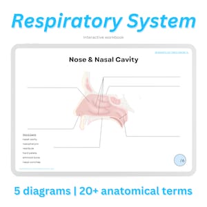 Pode incluir: Um diagrama do nariz e da cavidade nasal humanos, rotulado com termos anatômicos. O diagrama mostra a cavidade nasal, a nasofaringe, o vestíbulo, o palato duro, o osso etmóide e as conchas nasais. O diagrama faz parte de um caderno de exercícios interativo sobre o sistema respiratório.