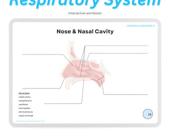 Respiratory System Workbook ~ Digital Practice Sheet Printable Download, Anatomy Queue Cards, Lung Flashcards, Worksheets