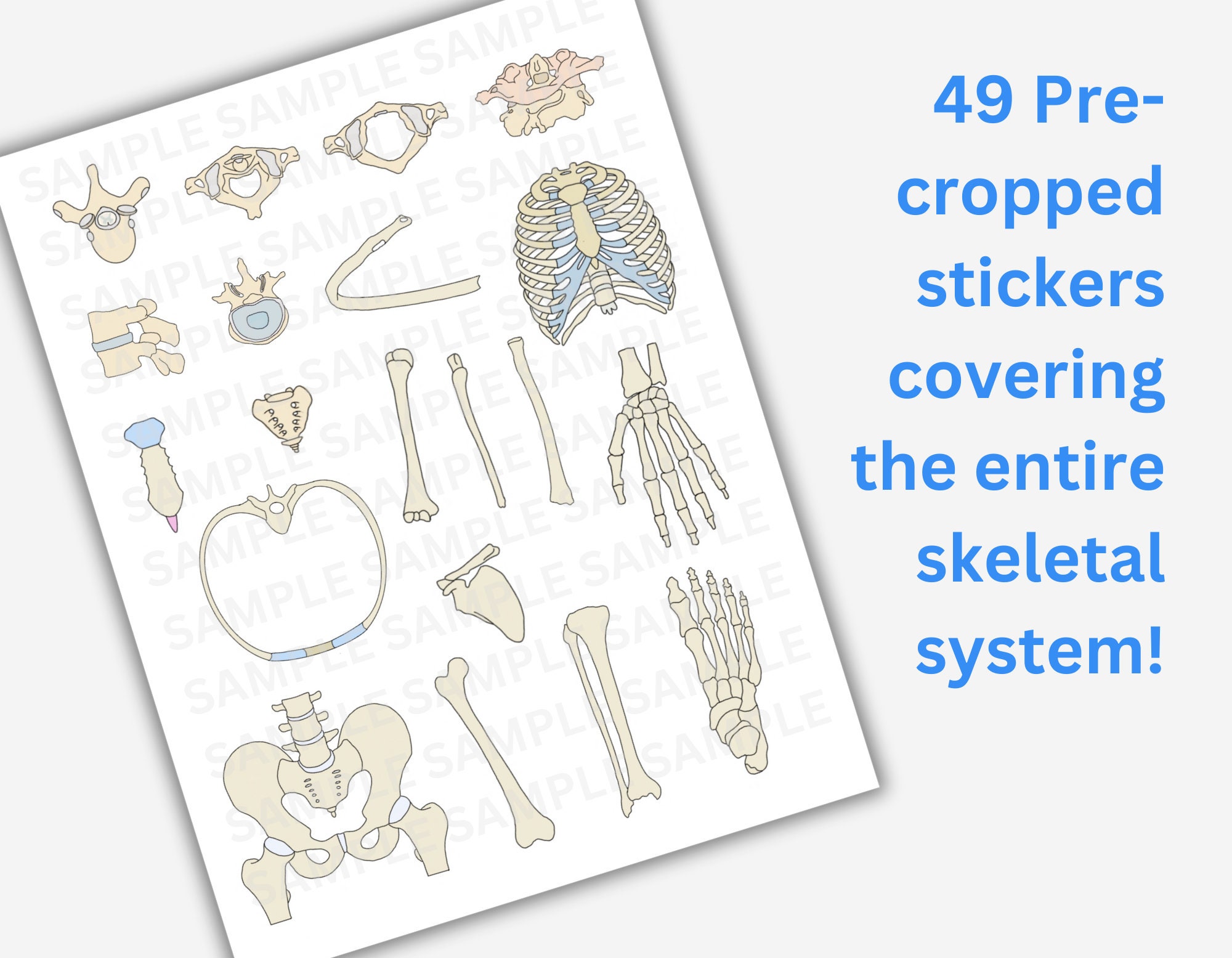 Skeletal System Anatomy Stickers: Skull, Bones (goodnotes Pre-cropped ...