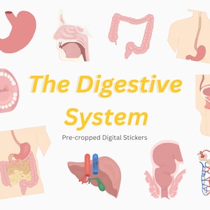 May include: A set of 10 digital stickers featuring illustrations of the human digestive system. The stickers include the mouth, esophagus, stomach, small intestine, large intestine, liver, gallbladder, pancreas, rectum, and anus. The stickers are pre-cropped and ready to use in digital projects.