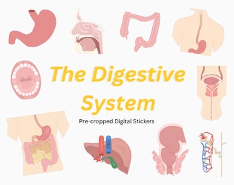 Digestive & Urinary System Stickers: Pre-cropped Anatomy Goodnotes (Digital Download)