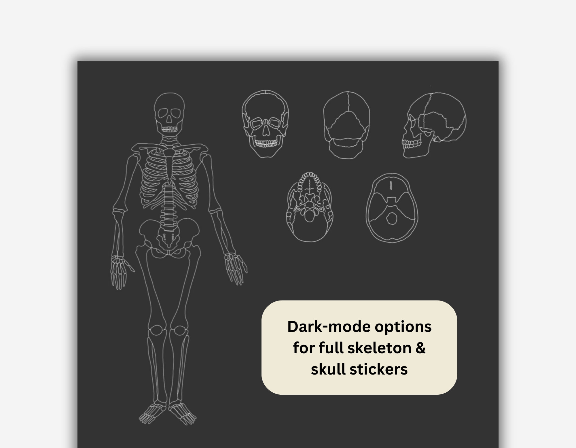 Skeletal System Anatomy Stickers: Skull, Bones (goodnotes Pre-cropped ...