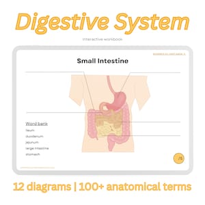 Pode incluir: Um diagrama do sistema digestivo humano, rotulado com as palavras "Intestino delgado", "Banco de palavras", "Íleo", "Duodeno", "Jejuno", "Intestino grosso", "Estômago" e "Respostas na próxima página →". O diagrama mostra o estômago, o intestino delgado e o intestino grosso.