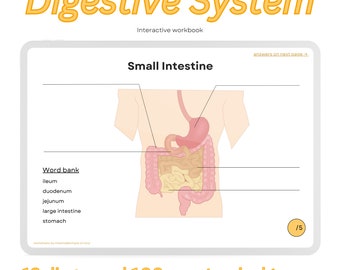 Digestive System Workbook ~ Digital Practice Sheet Printable Download, Anatomy Queue Cards, Gastrointestinal Flashcards, Worksheets