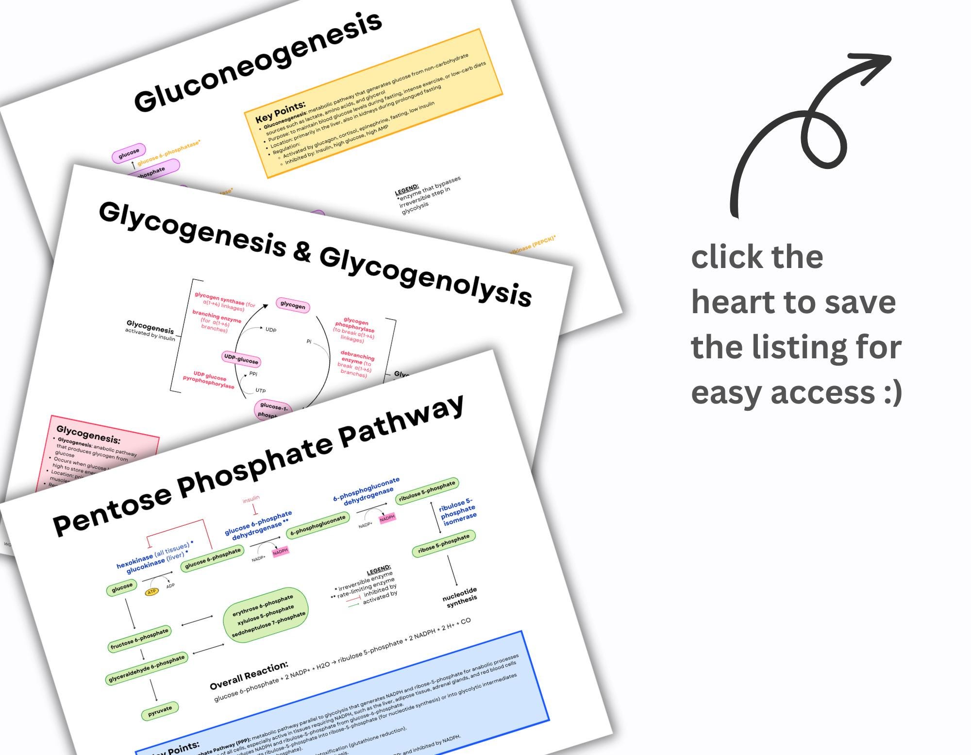 Metabolic Pathways Note: MCAT Biochemistry Study Guide (PDF) - Etsy New  Zealand