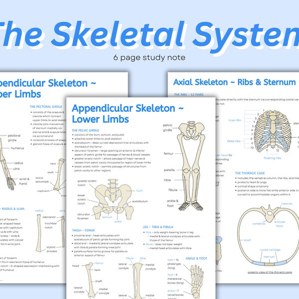 Skeletal System Notes ~ Intro to Skeletal System, Skeleton Anatomy, Major Bones Diagrams & Notes, Cheat Sheet