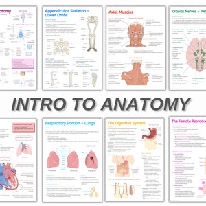 Intro to Anatomy Notes Bundle: Beginner&#39;s Guide (PDF Download)