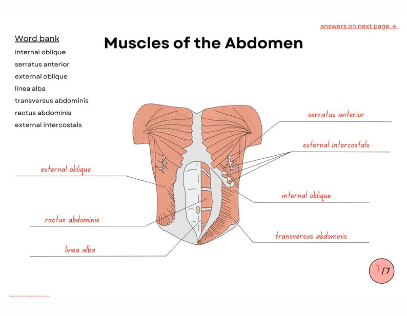 Muscular System Workbook ~ Digital Practice Sheet Printable Download ...